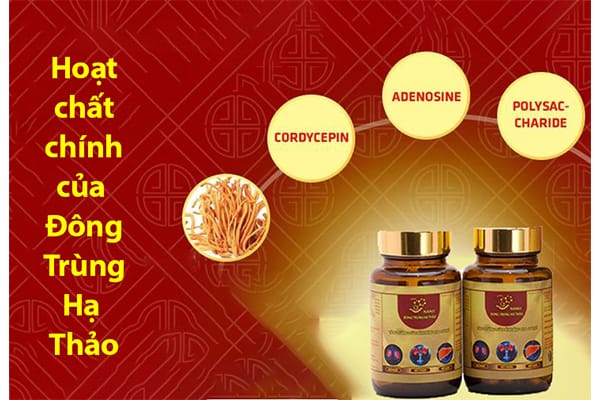 Cai-thien-giac-ngu-nho-cac-hoat-chat-trong-dong-trung-ha-thao-web