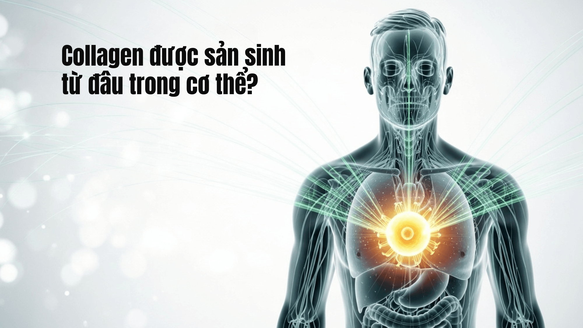 Cơ thể tự sản sinh collagen như thế nào?