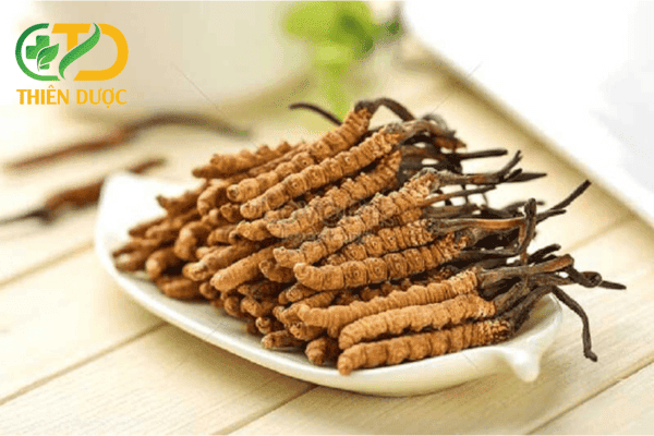 Con đông trùng hạ thảo có tác dụng gì?