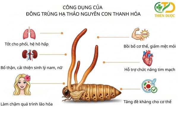 Đông trùng hạ thảo nguyên con Thanh Hóa có gì khác biệt?