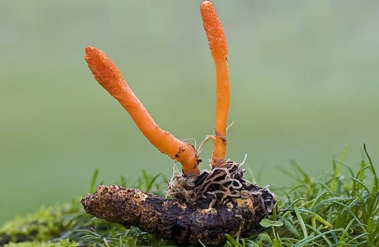 DTHT-au-trung-ve-duoc-tao-ra-boi-su-ket-hop-cua-nam-Cordyceps-va-au-trung-ve-sau