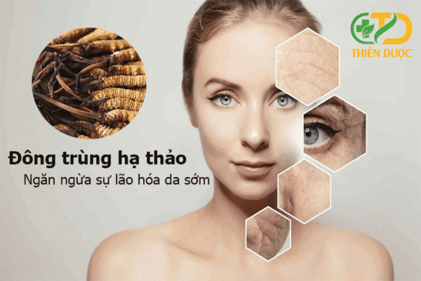 Dong-trung-ha-thao-co-tac-dung-ngan-ngua-lao-hoa