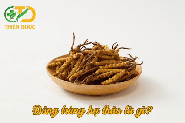 Dong-trung-ha-thao-la-mot-loai-duoc-lieu-quy