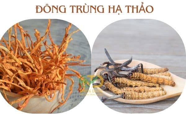 Đông Trùng Hạ Thảo Tươi – Vàng Mềm Tây Tạng