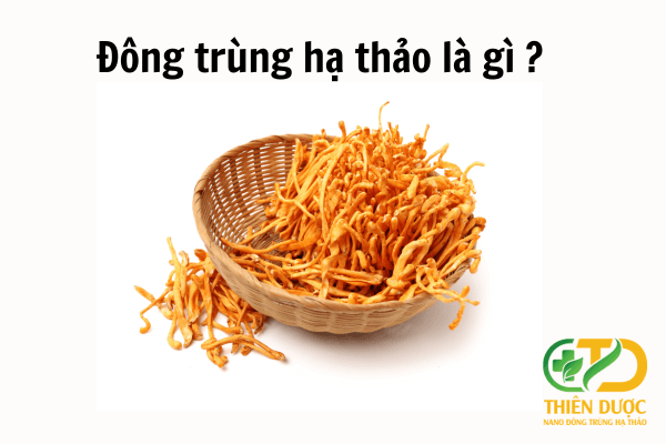 Cách Sử Dụng Đông Trùng Hạ Thảo Đúng Cách