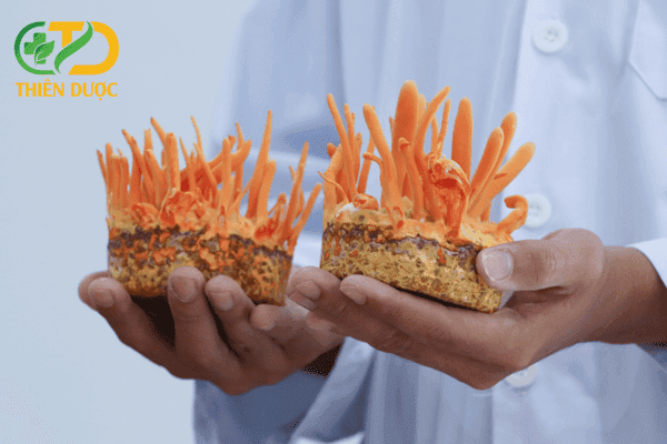 Nuoi-cay-dong-trung-ha-thao-co-kha-thi-khong