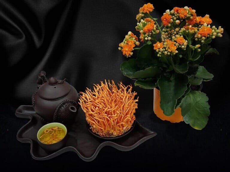 Những tác dụng của đông trùng hạ thảo với bệnh phổi