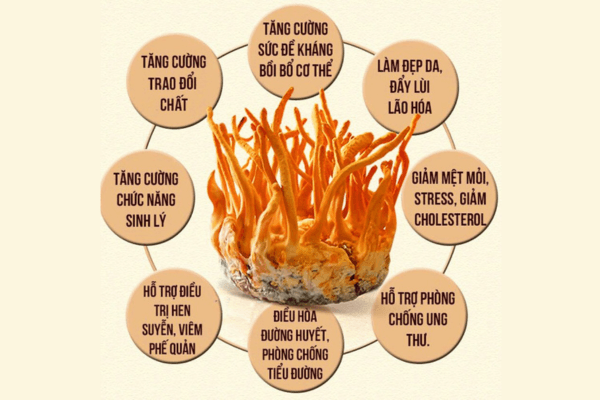 cong-dung-dong-trung-ha-thao