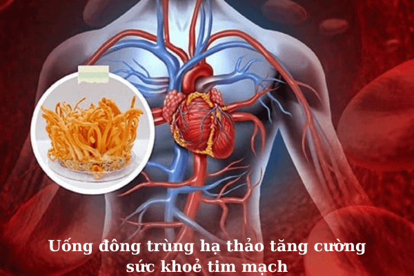dong-trung-ha-thao-tang-cuong-suc-khoe-tim-mach