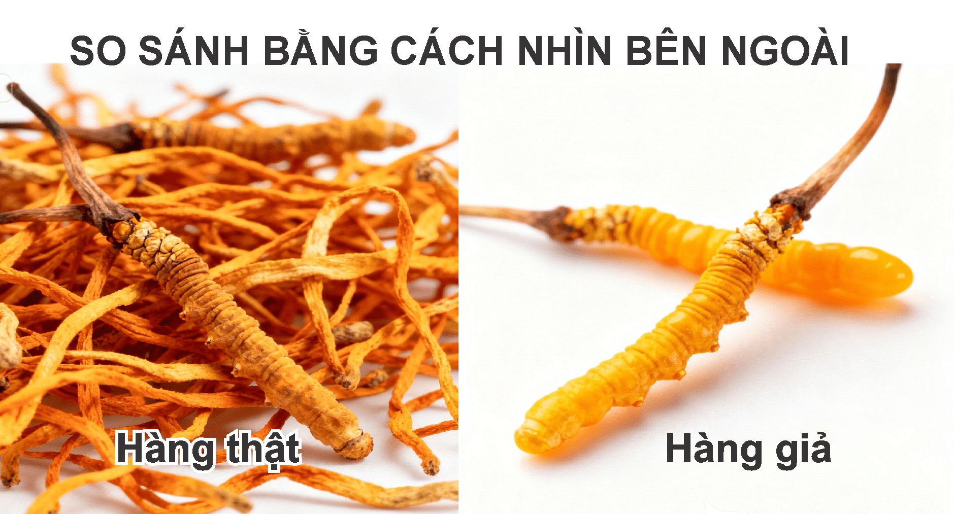 đông trùng hạ thảo có rất nhiều loại, để phân biệt thậy hay giả thì phải so sánh loại cùng hình dáng