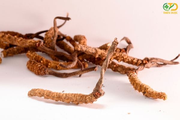 Đông trùng hạ thảo 3 bổ Thanh Hóa là cái gì? mua ở đâu?