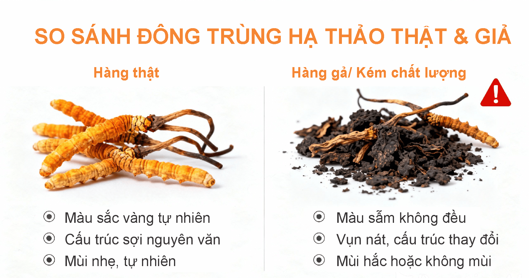 Phân Biệt Đông Trùng Hạ Thảo Thật Giả