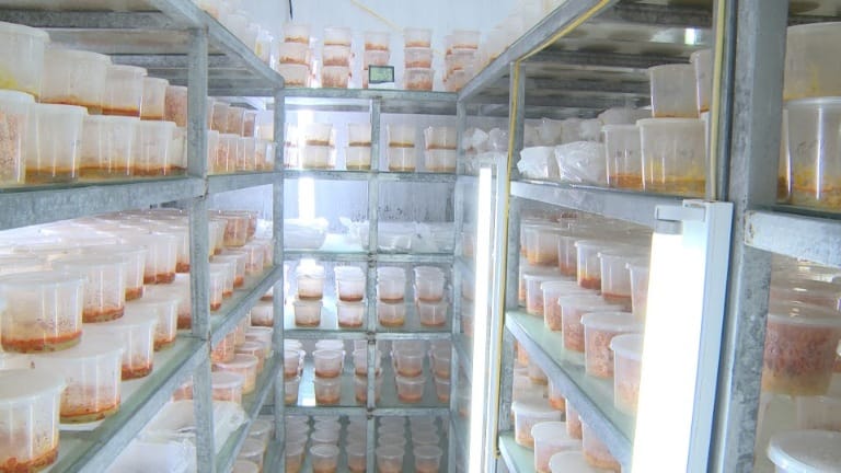phong-nuoi-cay-DTHT